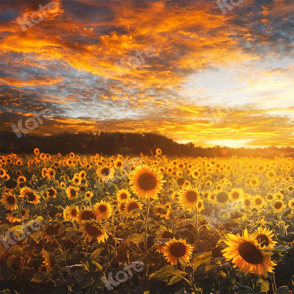 Kate Coucher de soleil Champ de tournesol Automne Toile de fond Conçu par Chain Photographie - Kate Backdrop FR
