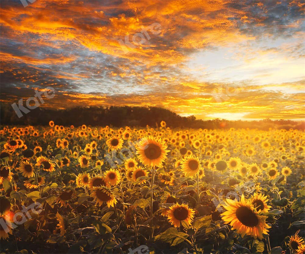 Kate Coucher de soleil Champ de tournesol Automne Toile de fond Conçu par Chain Photographie - Kate Backdrop FR