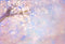 Kate fleurs de cerisier Onirique Rose bleu Toile de fond conçue par GQ - Kate Backdrop FR