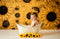Kate Fleur symphonique Tournesol Jaune Toile de fond conçue par Modest Brushes - Kate Backdrop FR