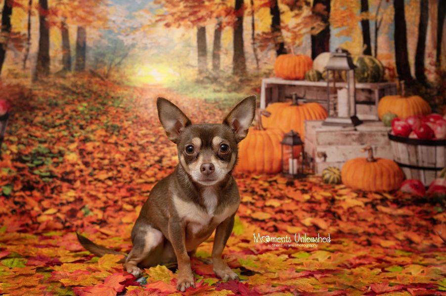 Kate Feuille d'automne Action de grâces Citrouilles Toile de fond conçu par Jerry_Sina - Kate Backdrop FR