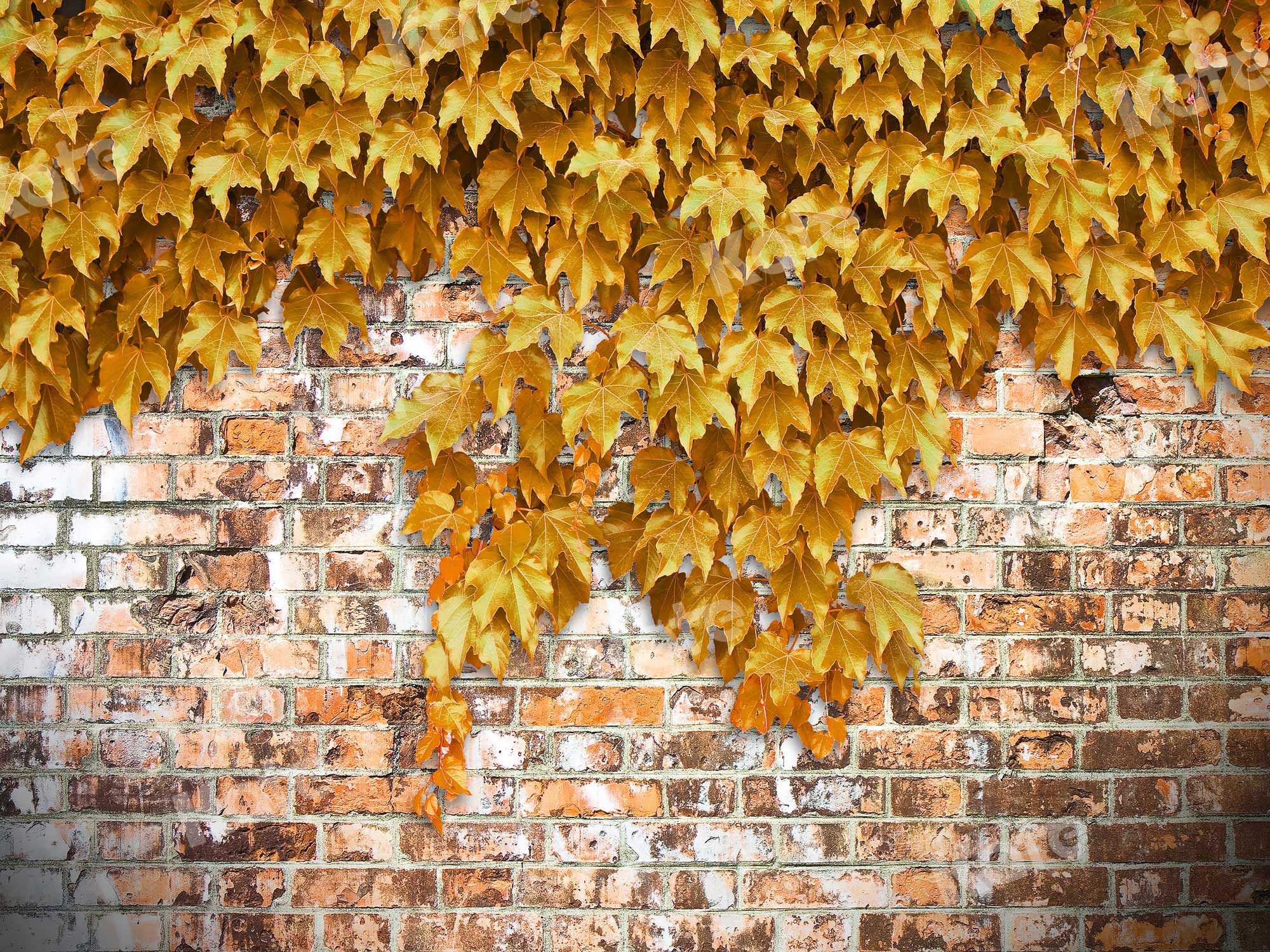 Kate Mur de briques Automne Plantes Grimpantes Jaune Toile de fond conçu par Jerry_Sina