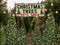 Kate Sapin de Noël Arbres Vert Toile de fond pour la photographie - Kate Backdrop FR