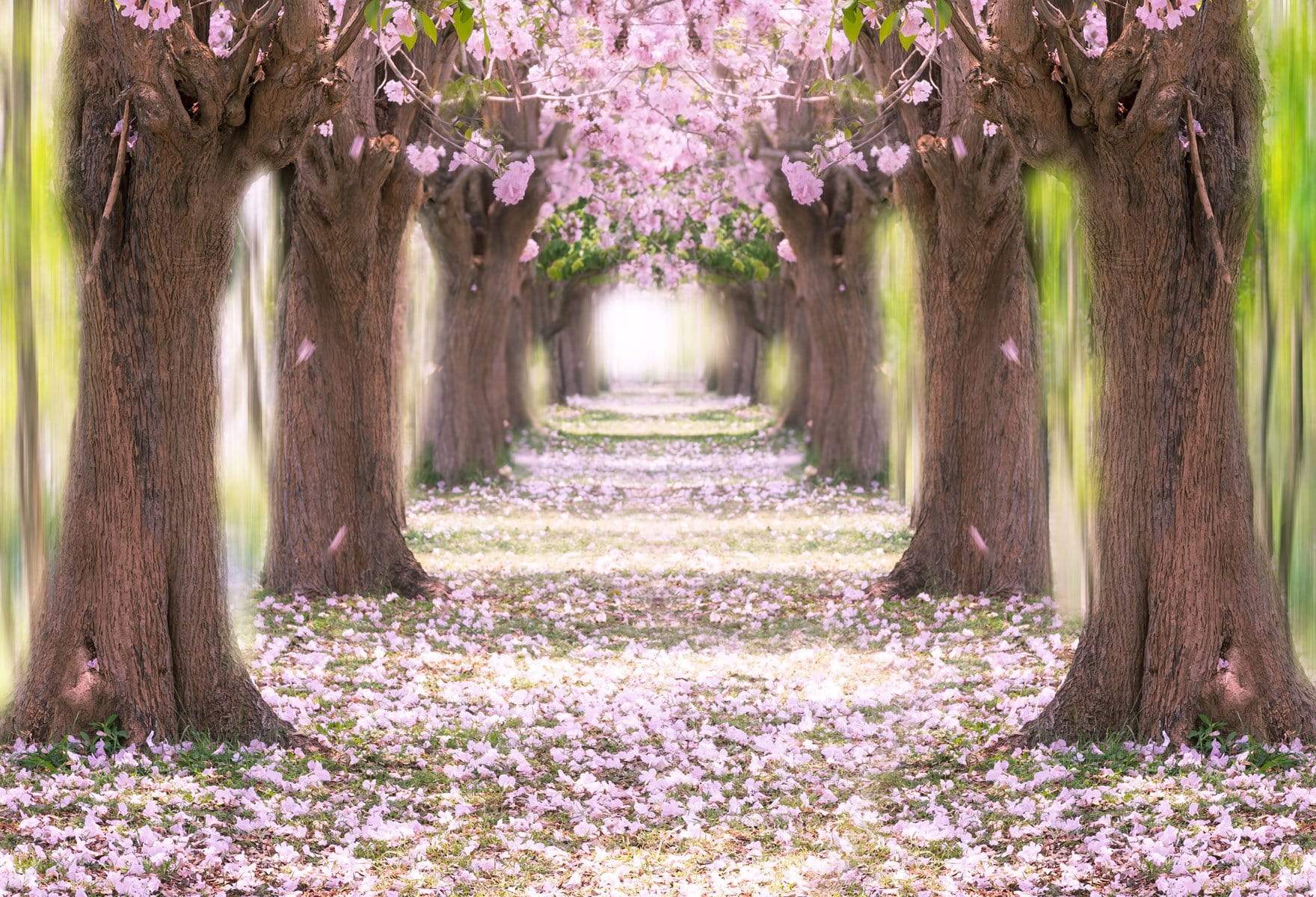 Katebackdrop£ºKate Pink Flower Path Backdrop for Wedding Backdrop Spring