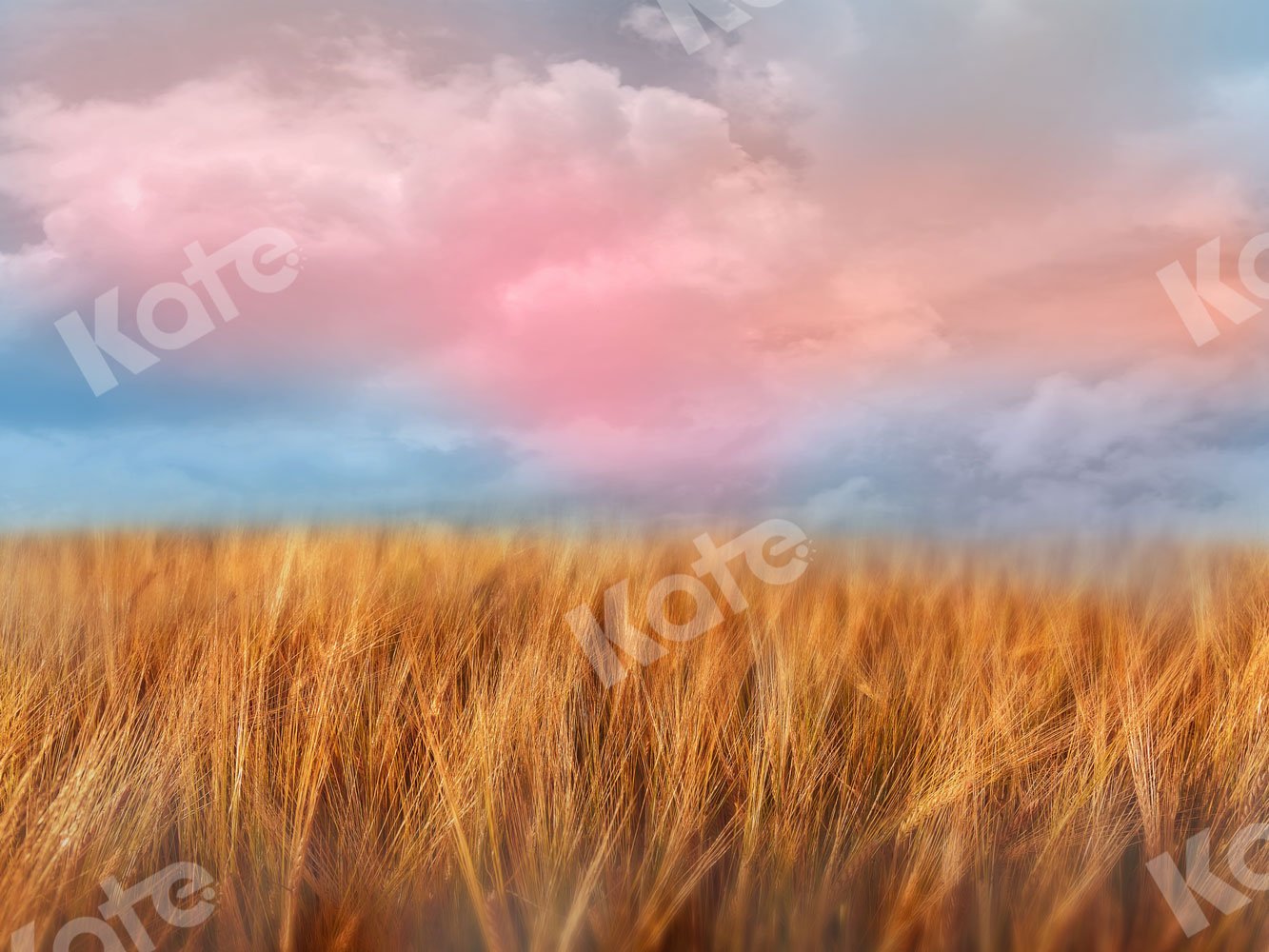Kate Automne Champ de blé Ciel Nuage Toile de fond pour la photographie - Kate Backdrop FR