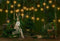 Kate Cake Smash Jungle Camping Tente Noël Toile de fond Conçu par Emetselch - Kate Backdrop FR