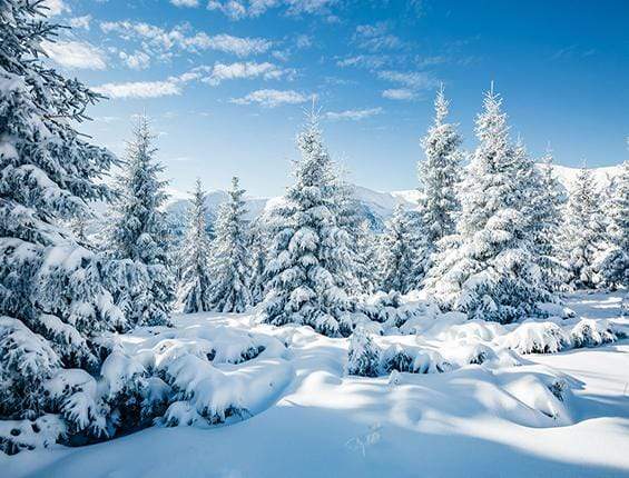 Kate Hiver Neige Blanc Pins Toile de fond pour la photographie - Kate Backdrop FR