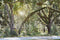 Katebackdrop£ºKate Prehistoric Forest Backdrop designed by Arica Kirby