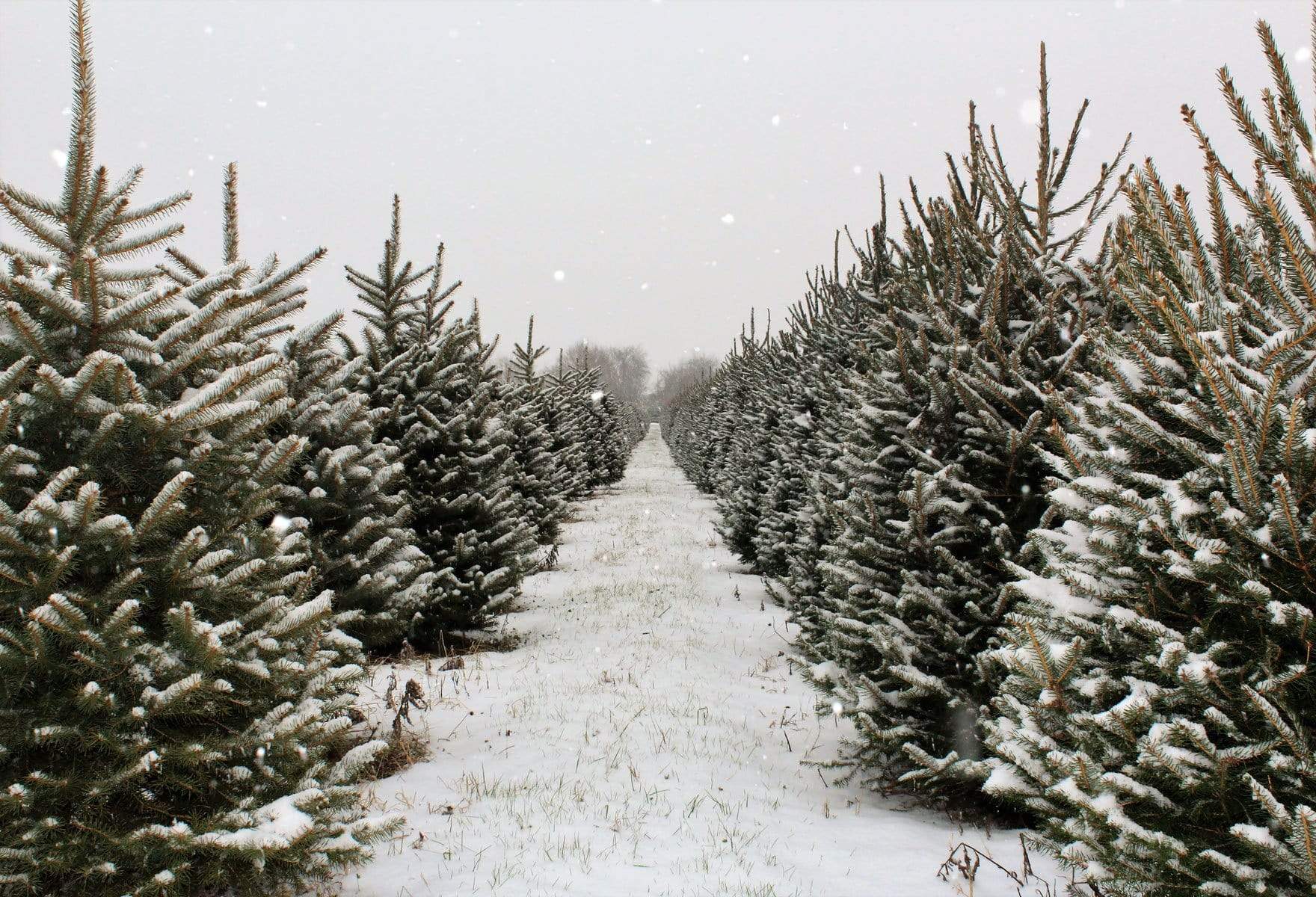 Katebackdrop£ºKate Christmas Pines Tree Farm Path Backdrop for Photography