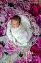 Kate Rouge Rose Fleurs Saint Valentin Fête des mères Toile de fond pour la photographie - Kate Backdrop FR