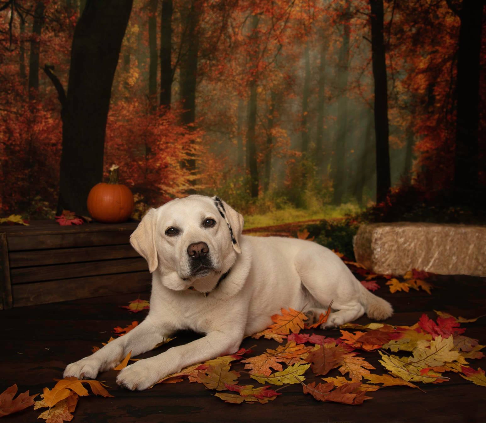 Kate Feuille d'automne Action de grâces Citrouilles Toile de fond conçu par Jerry_Sina - Kate Backdrop FR