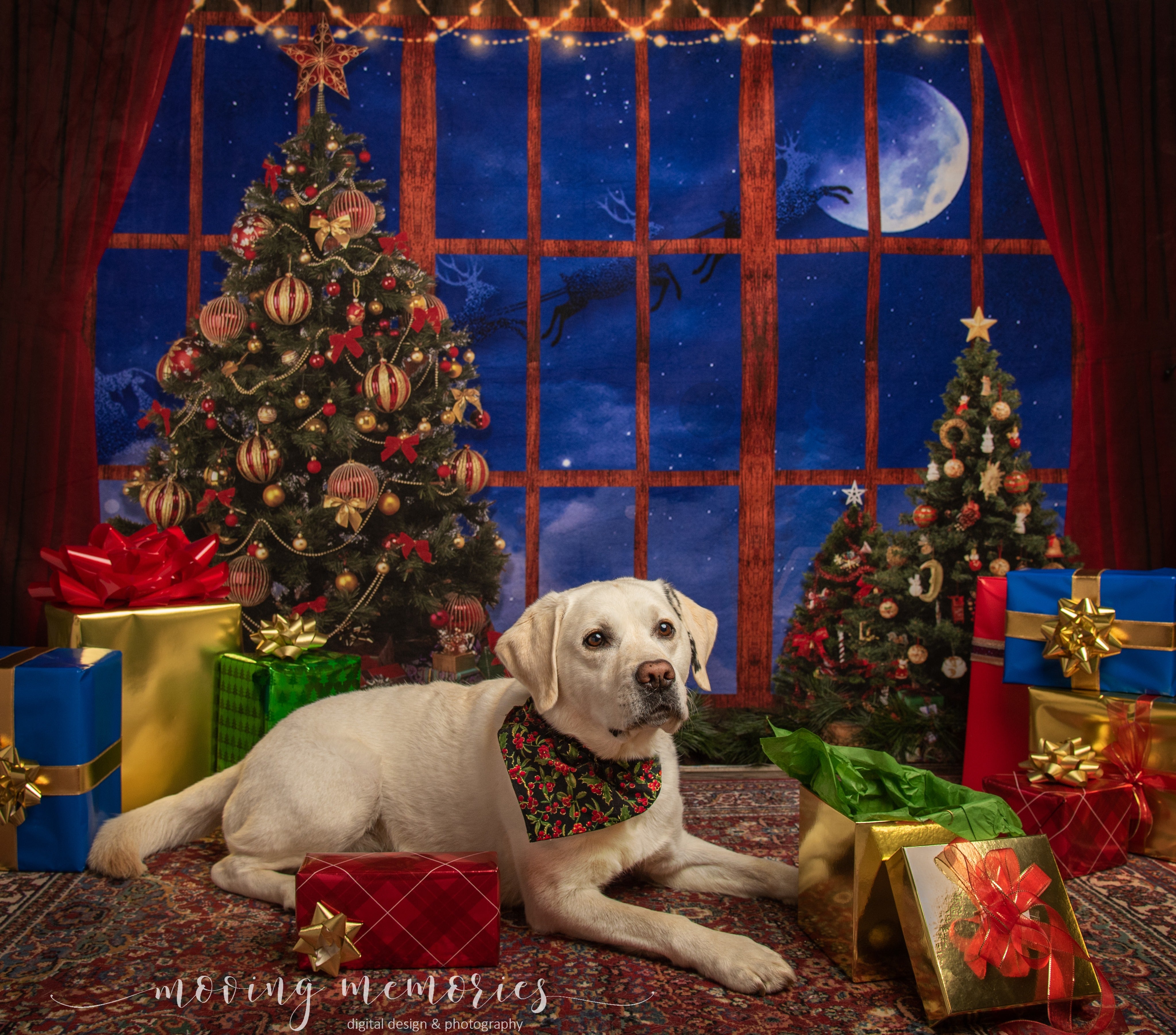 Kate Fenêtre Sapin de Noël Wapiti Lune Toile de fond conçue par Chain Photography - Kate Backdrop FR
