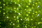 Kate Vert Bokeh Printemps Fête Toile de fond pour la photographie - Kate Backdrop FR