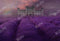 Kate Lavande Domaine Toile de Fond Fleurs Violettes Conçu par Chain Photographie - Kate Backdrop FR