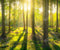 Kate Forêt Naturelle Printemps Ensoleillement Toile de fond conçu par Kate Image - Kate Backdrop FR
