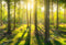 Kate Forêt Naturelle Printemps Ensoleillement Toile de fond conçu par Kate Image - Kate Backdrop FR