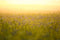 Kate Nature Printemps Scène virtuelle Bokeh Toile de fond pour la photographie - Kate Backdrop FR