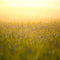 Kate Nature Printemps Scène virtuelle Bokeh Toile de fond pour la photographie - Kate Backdrop FR
