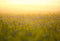 Kate Nature Printemps Scène virtuelle Bokeh Toile de fond pour la photographie - Kate Backdrop FR