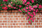 Mur de briques vintage en toile de fond de fleurs printanières conçu par Chain Photographie - Kate Backdrop FR