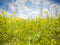 Kate Fleurs Plantes Printemps Vert Jaune Toile de fond conçue par Emetselch - Kate Backdrop FR