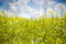 Kate Fleurs Plantes Printemps Vert Jaune Toile de fond conçue par Emetselch - Kate Backdrop FR