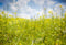 Kate Fleurs Plantes Printemps Vert Jaune Toile de fond conçue par Emetselch - Kate Backdrop FR