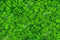Kate Printemps Saint-Patrick Trèfle Pelouse Vert Toile de fond conçue par Kate Image - Kate Backdrop FR