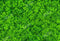 Kate Printemps Saint-Patrick Trèfle Pelouse Vert Toile de fond conçue par Kate Image - Kate Backdrop FR