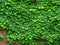 Kate rue Voir Vigne Toile de fond Mur de briques conçu par Chain Photographie - Kate Backdrop FR