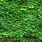 Kate rue Voir Vigne Toile de fond Mur de briques conçu par Chain Photographie - Kate Backdrop FR