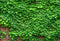 Kate rue Voir Vigne Toile de fond Mur de briques conçu par Chain Photographie - Kate Backdrop FR