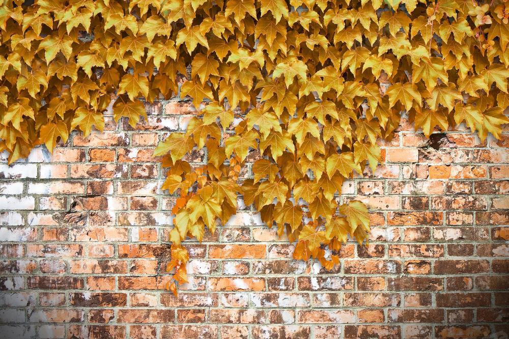 Kate Mur de briques Automne Plantes Grimpantes Jaune Toile de fond conçu par Jerry_Sina