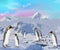 Kate Montagne Neige Blanc Manchot Toile de fond conçue par Chain Photographie - Kate Backdrop FR