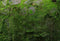 Kate feuilles de plantes de toile de fond de mousse verte en pierre pour la photographie - Kate Backdrop FR
