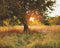 Kate Arbre Coucher du soleil Toile de fond conçue par Mandy Ringe - Kate Backdrop FR