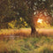 Kate Arbre Coucher du soleil Toile de fond conçue par Mandy Ringe - Kate Backdrop FR