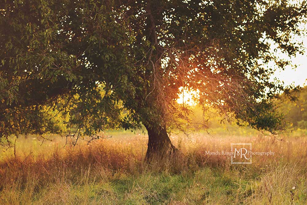 Kate Arbre Coucher du soleil Toile de fond conçue par Mandy Ringe - Kate Backdrop FR