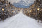 Kate Route Montagne Lumière Neige Hiver Toile de fond pour la photographie - Kate Backdrop FR