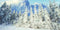 Kate Forêt Scène Neige Hiver Toile de fond conçue par GQ - Kate Backdrop FR