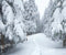 Kate Forêt Champ de neige Hiver Arbre Toile de fond conçue par GQ - Kate Backdrop FR