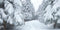 Kate Forêt Champ de neige Hiver Arbre Toile de fond conçue par GQ - Kate Backdrop FR