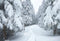 Kate Forêt Champ de neige Hiver Arbre Toile de fond conçue par GQ - Kate Backdrop FR