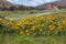 Kate Été Prairie Montagne Tournesol Toile de fond conçue par Lisa Granden - Kate Backdrop FR