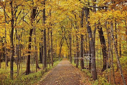 Kate Chemin Arbres Jaune Toile de fond Automne conçu par Mandy Ringe - Kate Backdrop FR