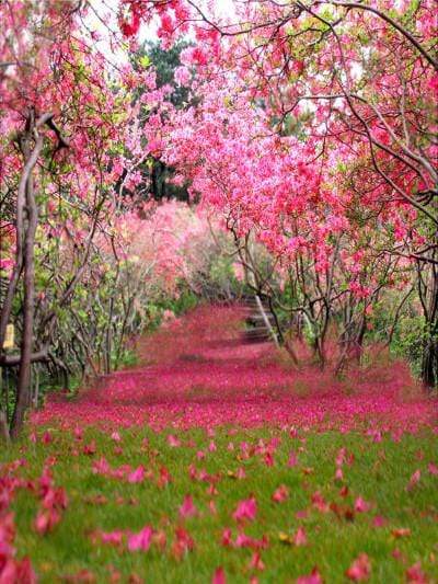 Katebackdrop：Kate Spring Scenery Partially Blurred Rose Red Flower Tree Valentine's Day Backdrop Photography