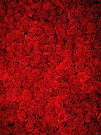 Katebackdrop：Kate Red Roses Valentine's Day Florals Photography Backdrop