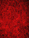 Katebackdrop：Kate Red Roses Valentine's Day Florals Photography Backdrop