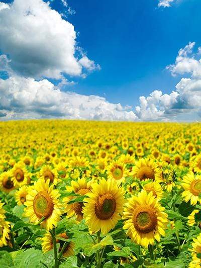 Katebackdrop：Kate Sunflower Yellow Flower Sea Photo Sky Scenery Background