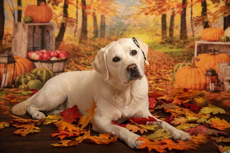 Kate Feuille d'automne Action de grâces Citrouilles Toile de fond conçu par Jerry_Sina - Kate Backdrop FR